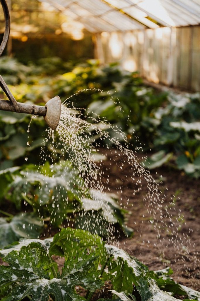 water sprinkling on green plants